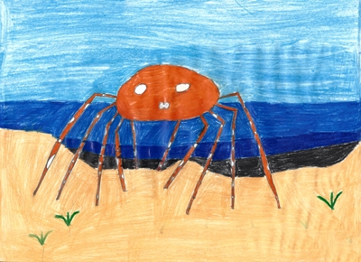 Wild Animals Japanese Spider Crab Primolo De