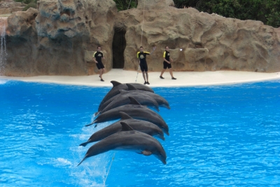 delfinejule.jpg