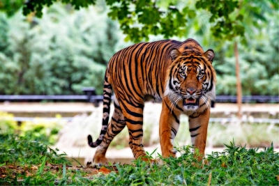sumatran-tiger-518771_1920.jpg