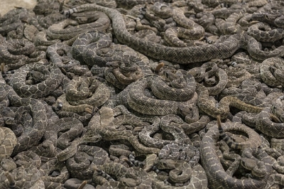 rattlesnakes-754921_640.jpg