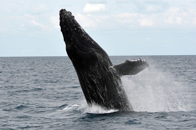 humpback-whale-1126290_640.jpg