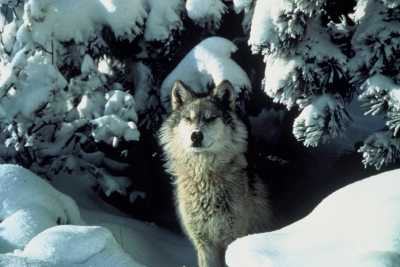 canis_lupus_standing_in_snow.jpg