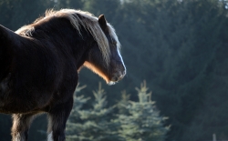 Bild: pferd.jpg